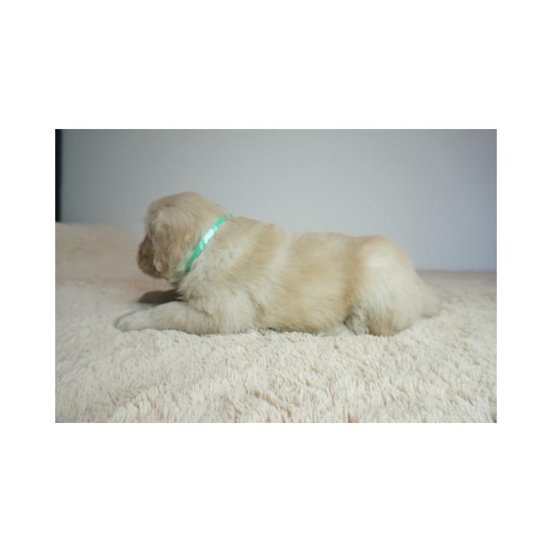 販売中の奈良県のゴールデンレトリーバー-438791の5枚目