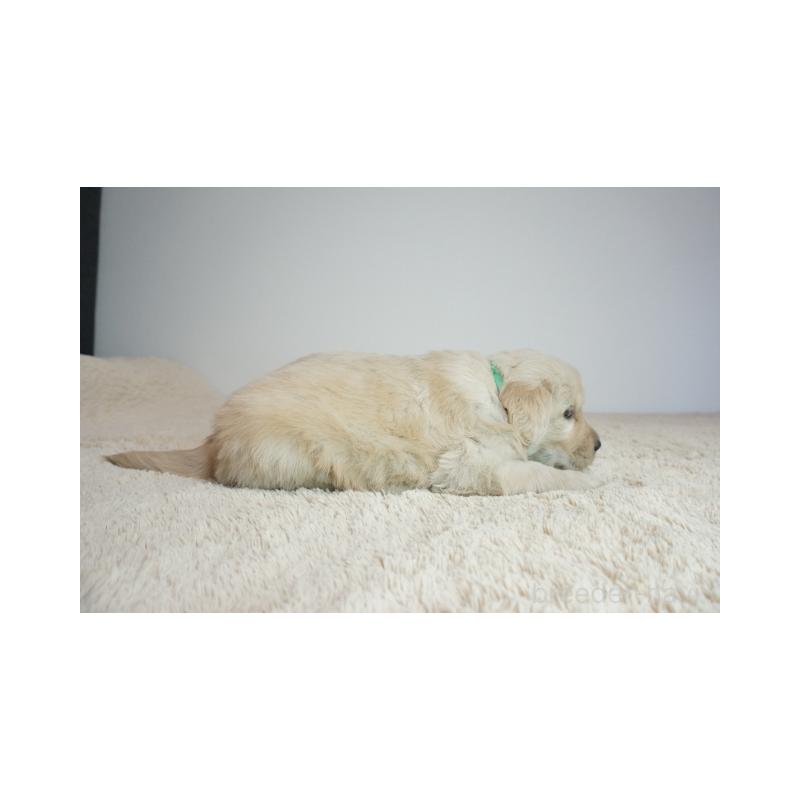 販売中の奈良県のゴールデンレトリーバー-438791の4枚目