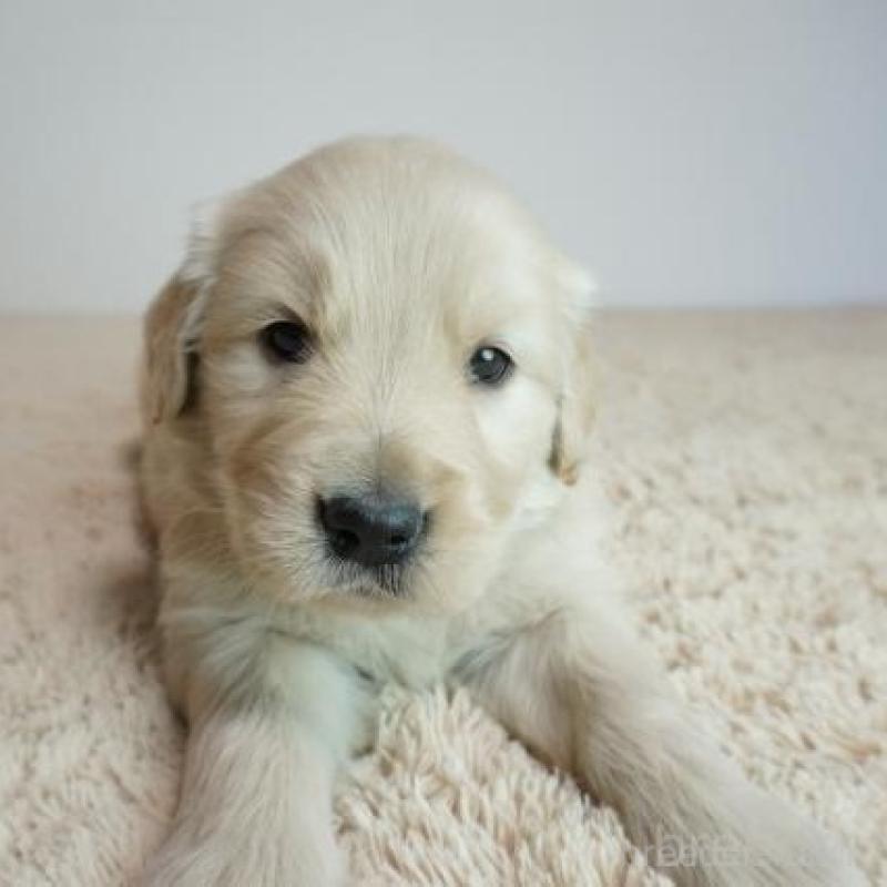 販売中の奈良県のゴールデンレトリーバー-438791