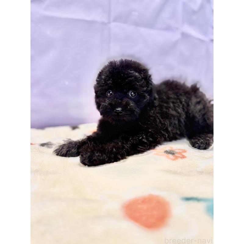 販売中の福岡県のタイニープードル-438806の2枚目