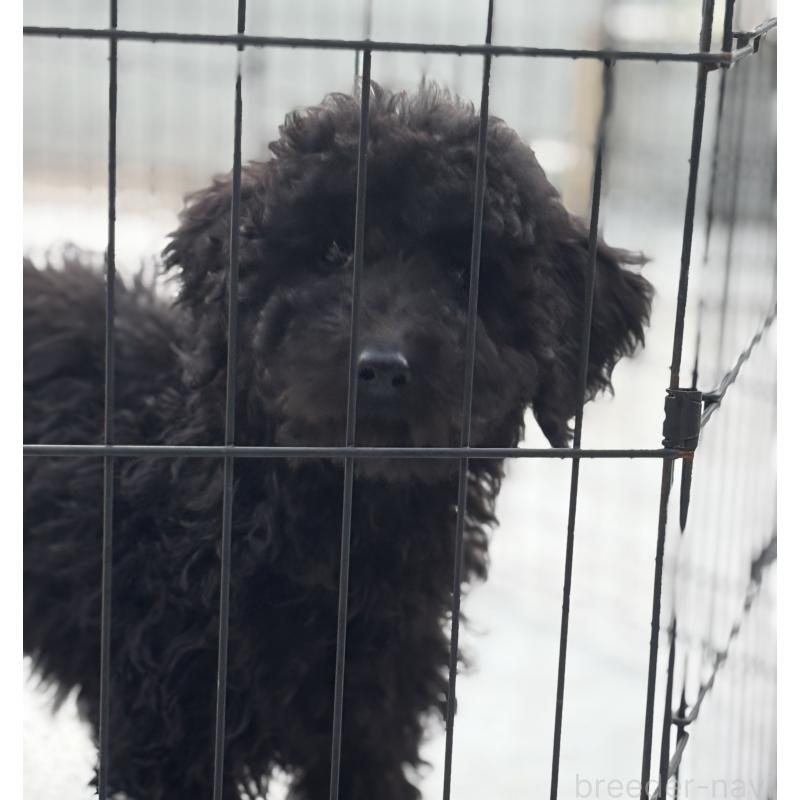 販売中の福岡県のスタンダードプードル-438787の3枚目