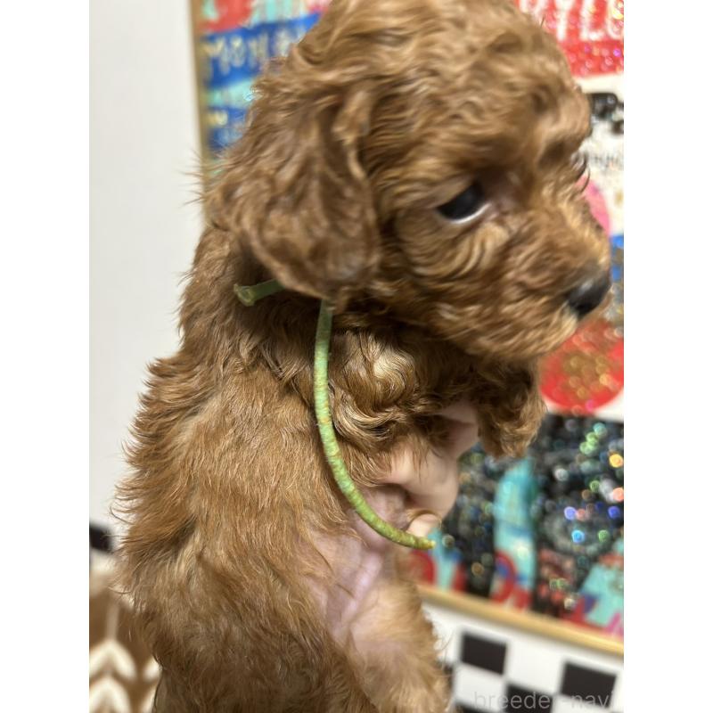 成約済の愛媛県のタイニープードル-434636の3枚目