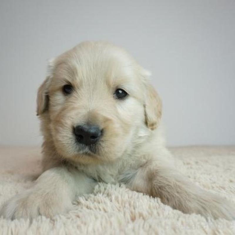 販売中の奈良県のゴールデンレトリーバー-438791の2枚目