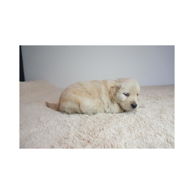 販売中の奈良県のゴールデンレトリーバー-438792の4枚目