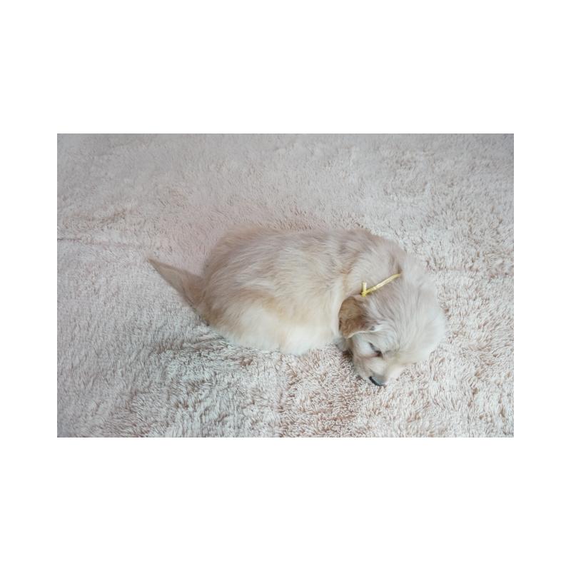 販売中の奈良県のゴールデンレトリーバー-438792の3枚目