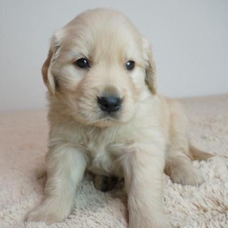 販売中の奈良県のゴールデンレトリーバー-438792の2枚目