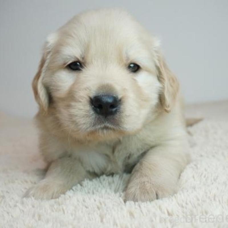 販売中の奈良県のゴールデンレトリーバー-438792