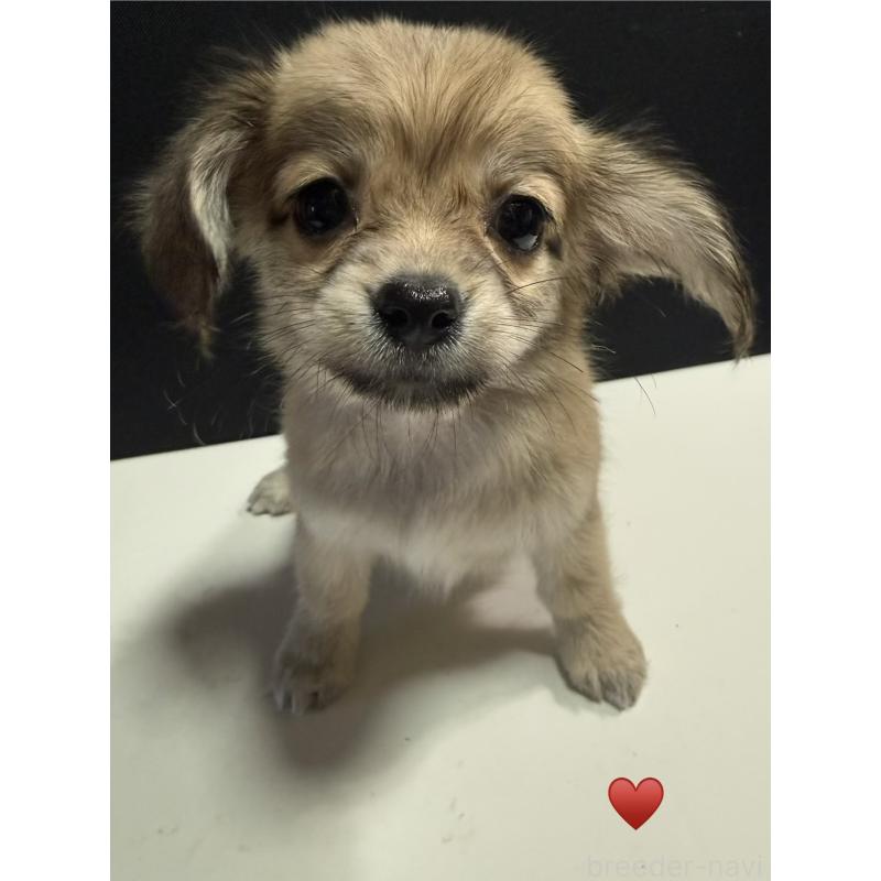 販売中の愛知県のチワックス:チワワ×ミニチュアダックスフンド-430158