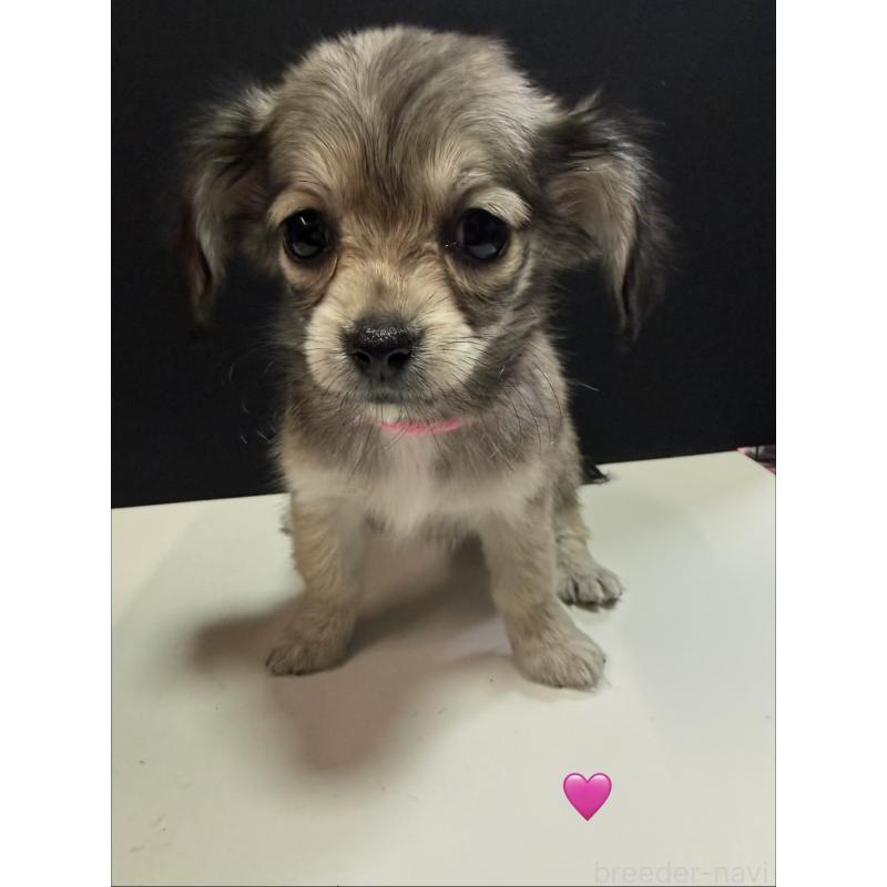 販売中の愛知県のチワックス:チワワ×ミニチュアダックスフンド-430803の1枚目