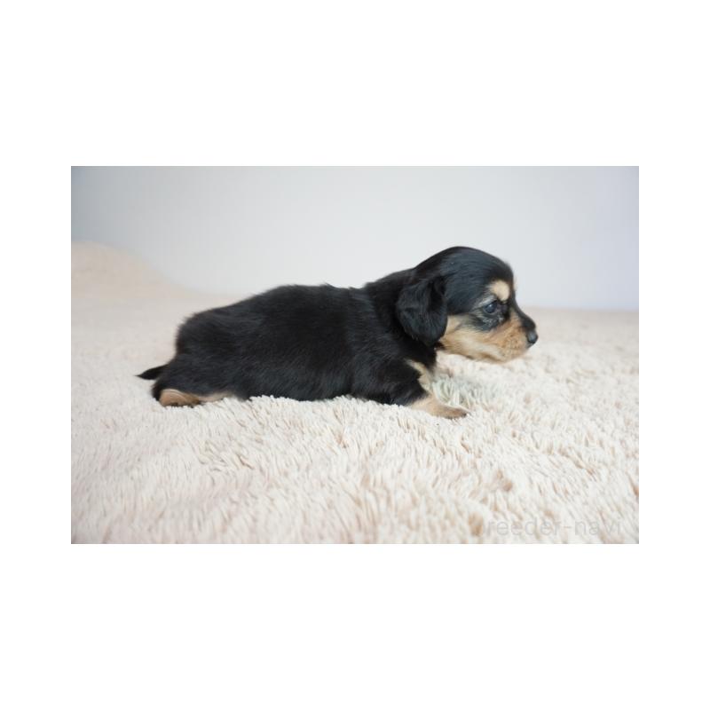 販売中の奈良県のミニチュアダックスフンド(ロングヘアード)-438793の5枚目