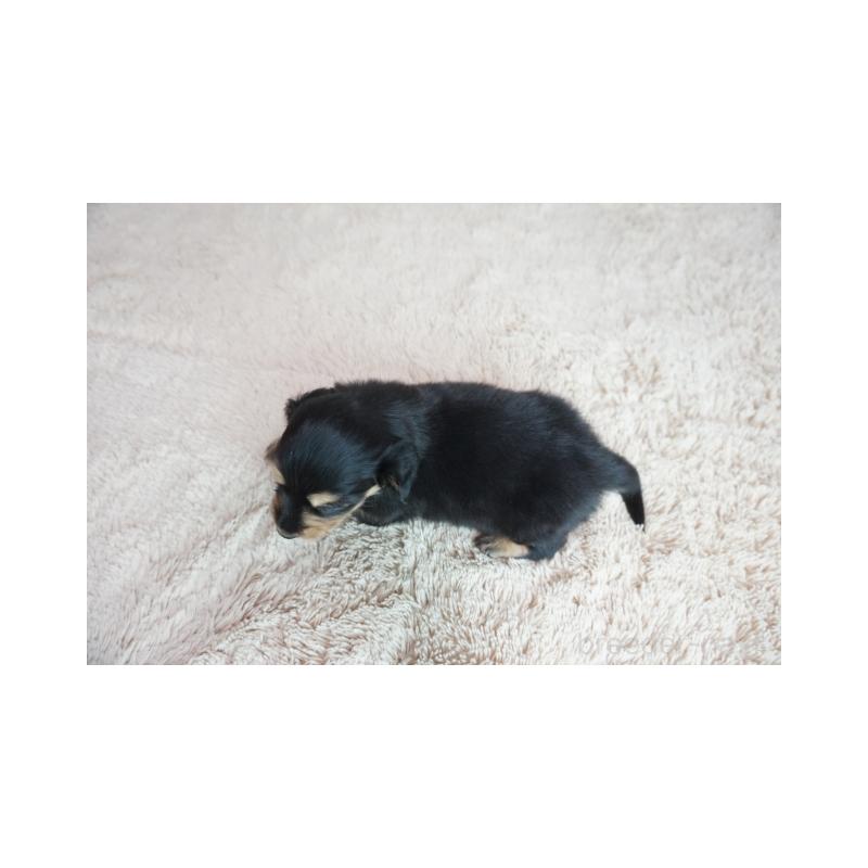 販売中の奈良県のミニチュアダックスフンド(ロングヘアード)-438793の3枚目