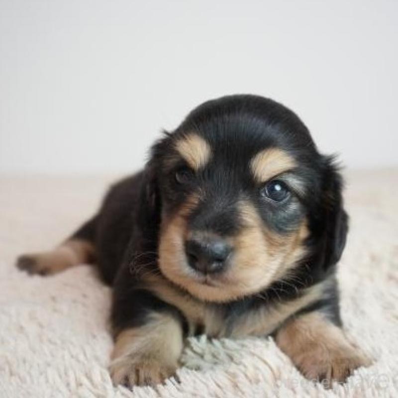 販売中の奈良県のミニチュアダックスフンド(ロングヘアード)-438793