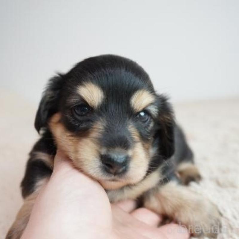 販売中の奈良県のミニチュアダックスフンド(ロングヘアード)-438793の2枚目