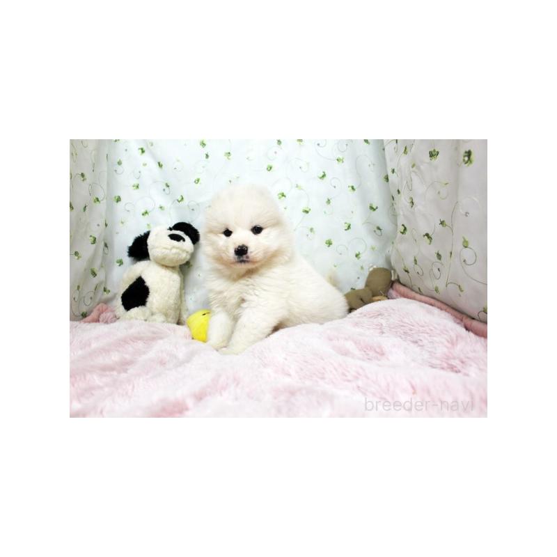 販売中の栃木県のサモエド-438794の4枚目