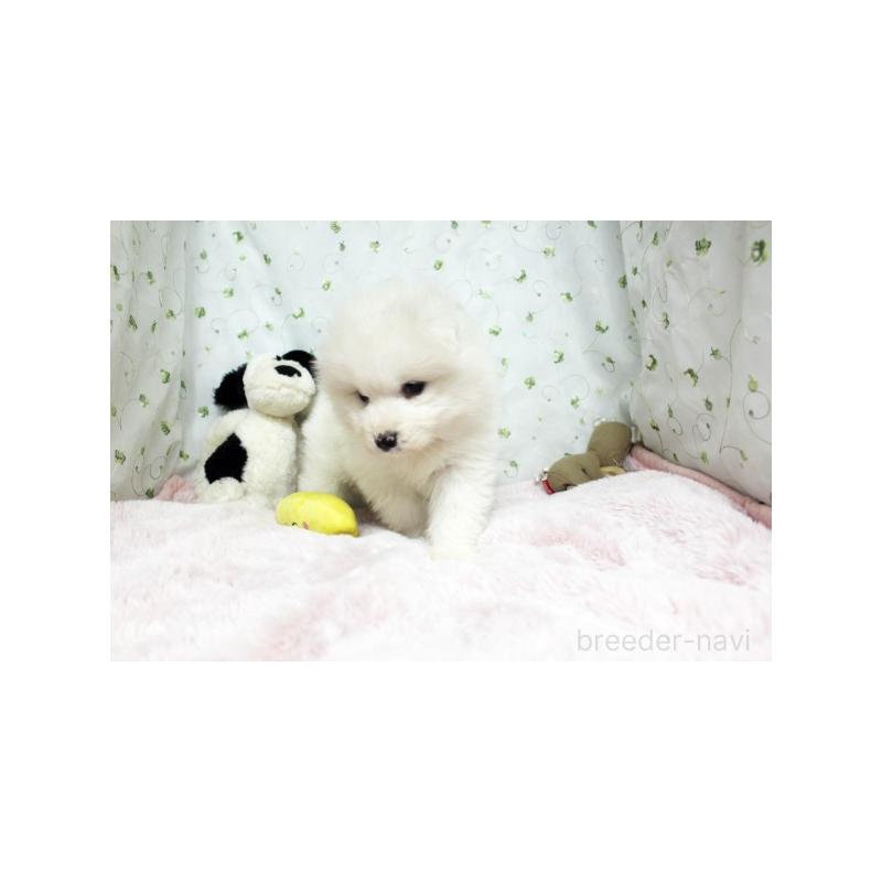 販売中の栃木県のサモエド-438794の5枚目