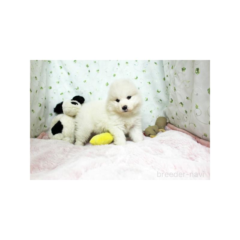 販売中の栃木県のサモエド-438794の2枚目