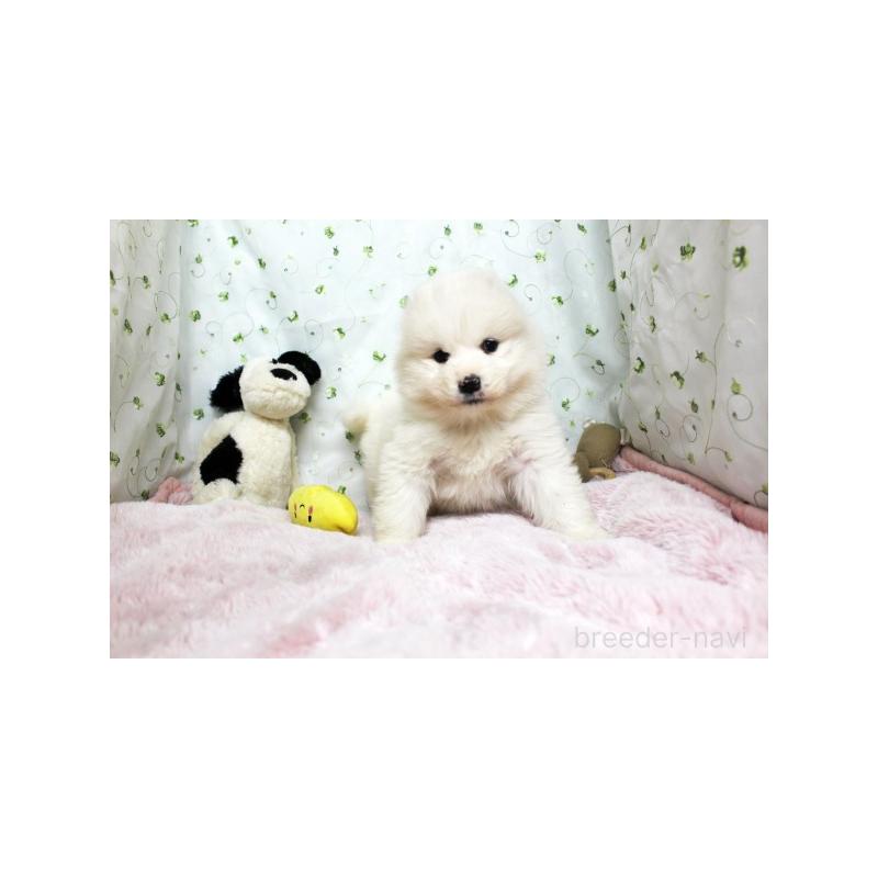 販売中の栃木県のサモエド-438794の3枚目