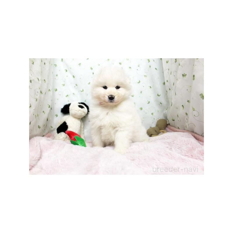 販売中の栃木県のサモエド-438795の4枚目