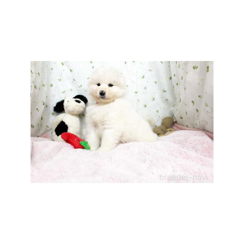 販売中の栃木県のサモエド-438795の5枚目