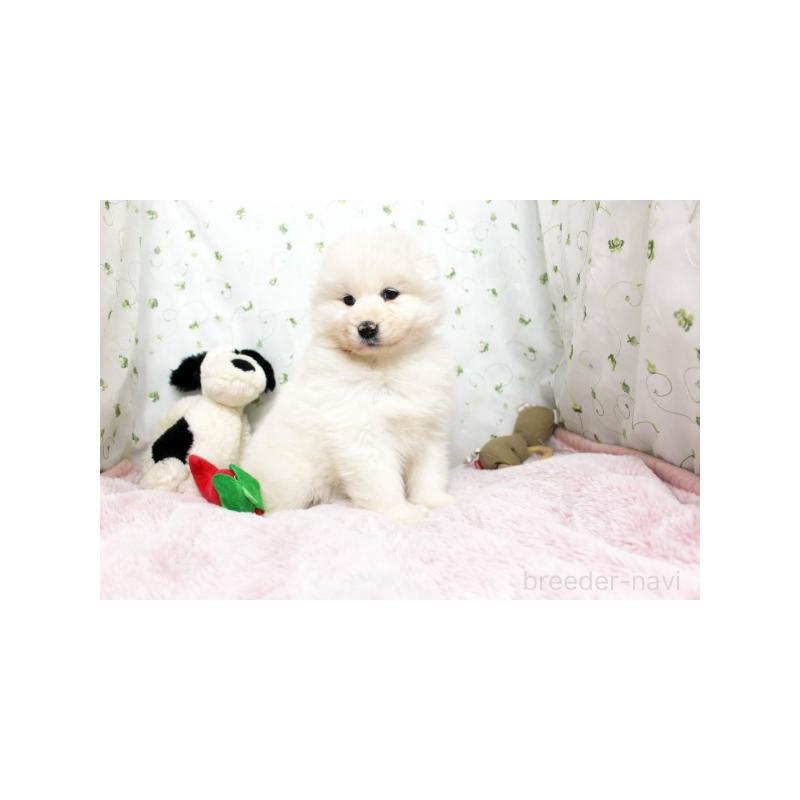 販売中の栃木県のサモエド-438795の3枚目