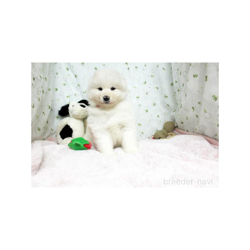 販売中の栃木県のサモエド-438795の2枚目