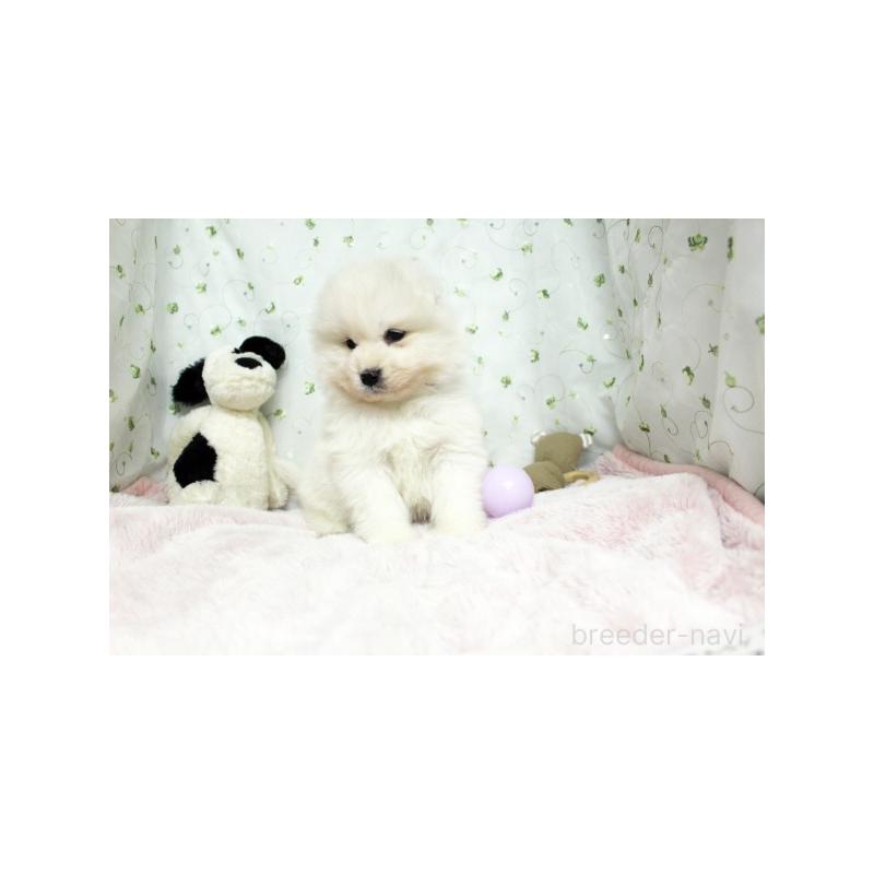 販売中の栃木県のサモエド-438796の4枚目