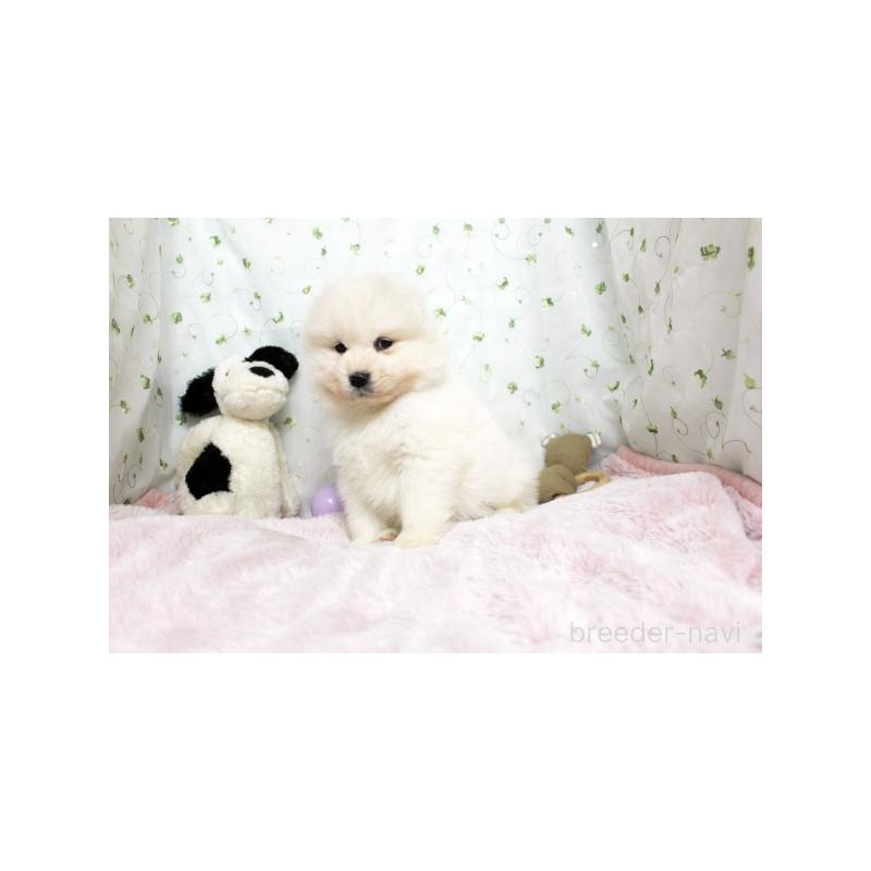 販売中の栃木県のサモエド-438796の5枚目