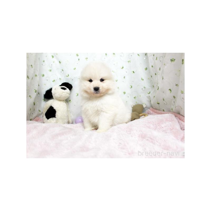 販売中の栃木県のサモエド-438796の3枚目