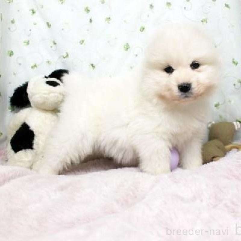 販売中の栃木県のサモエド-438796