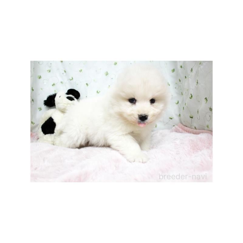 販売中の栃木県のサモエド-438797の4枚目