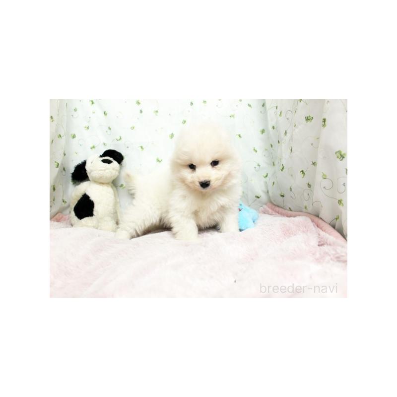 販売中の栃木県のサモエド-438797の5枚目