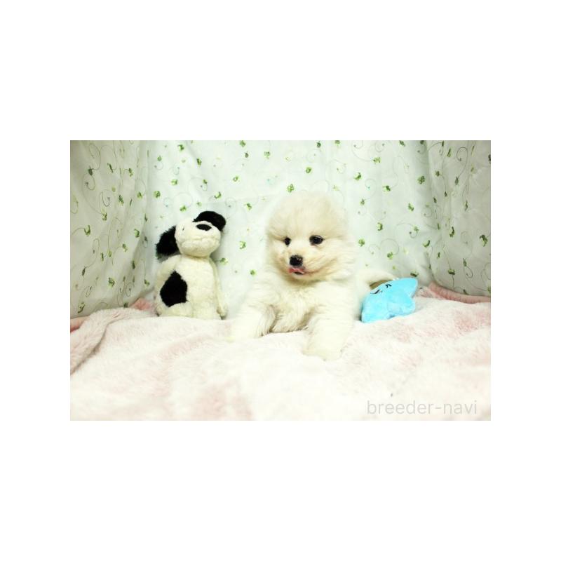 販売中の栃木県のサモエド-438797の3枚目