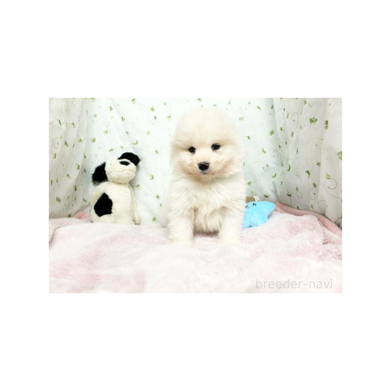 販売中の栃木県のサモエド-438797の2枚目