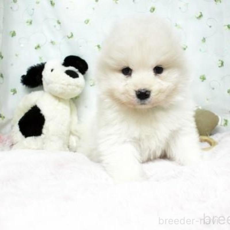 販売中の栃木県のサモエド-438797の1枚目