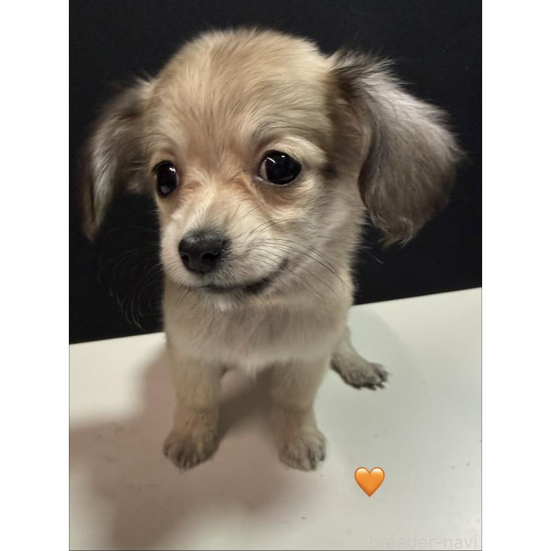 販売中の愛知県のチワックス:チワワ×ミニチュアダックスフンド-430807の2枚目