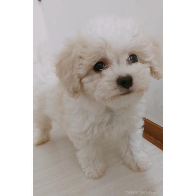 販売中の宮崎県のビションフリーゼ-438798の1枚目