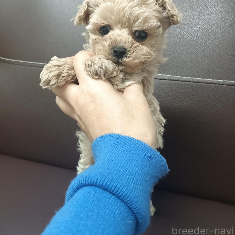 販売中の山口県のタイニープードル-437804