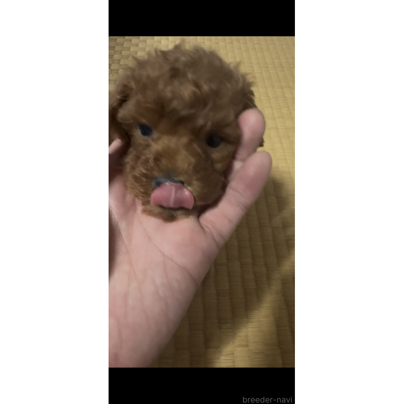 販売中の茨城県のティーカッププードル-438800の3枚目