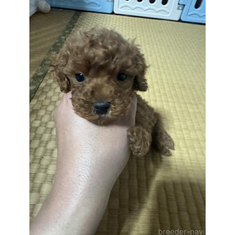 販売中の茨城県のティーカッププードル-438800の2枚目