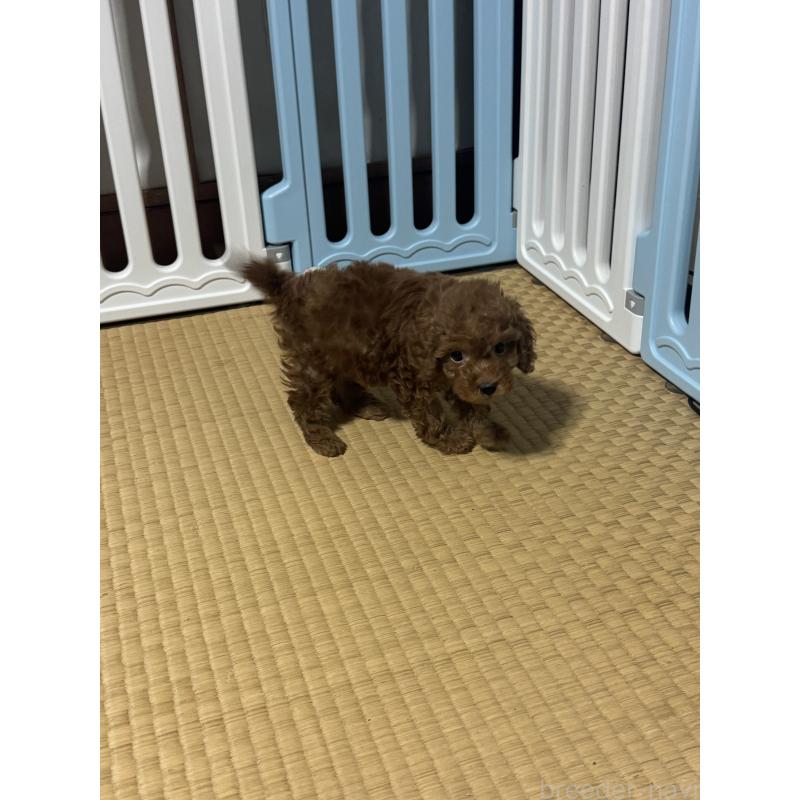 販売中の茨城県のティーカッププードル-438801の3枚目