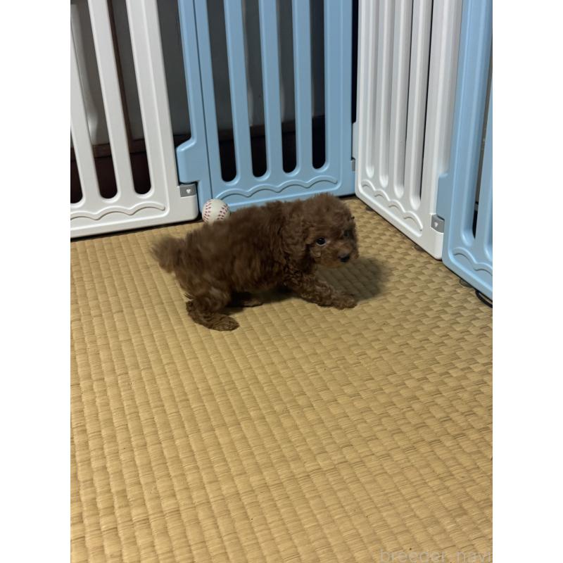 販売中の茨城県のティーカッププードル-438801の2枚目