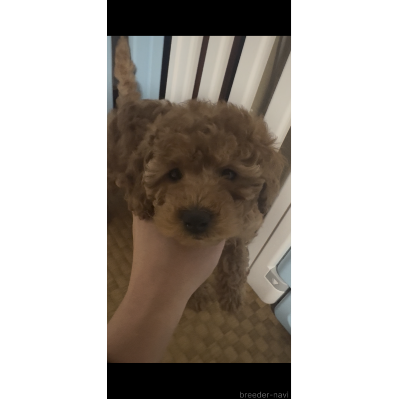 販売中の茨城県のタイニープードル-438802の3枚目