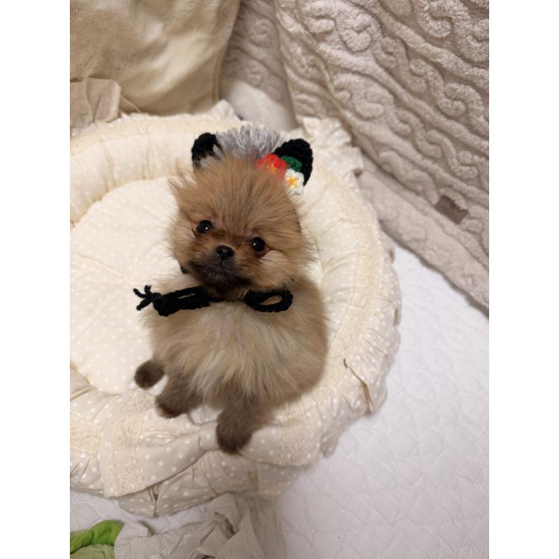 販売中の北海道のポメラニアン-436420の13枚目