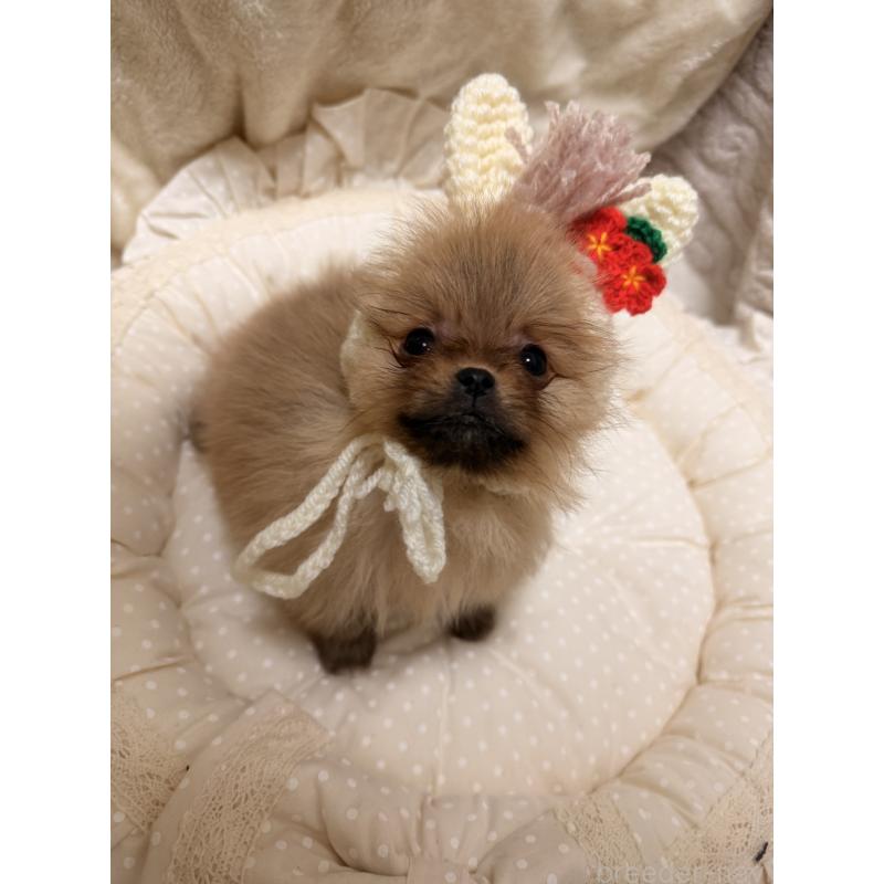 販売中の北海道のポメラニアン-436420の12枚目