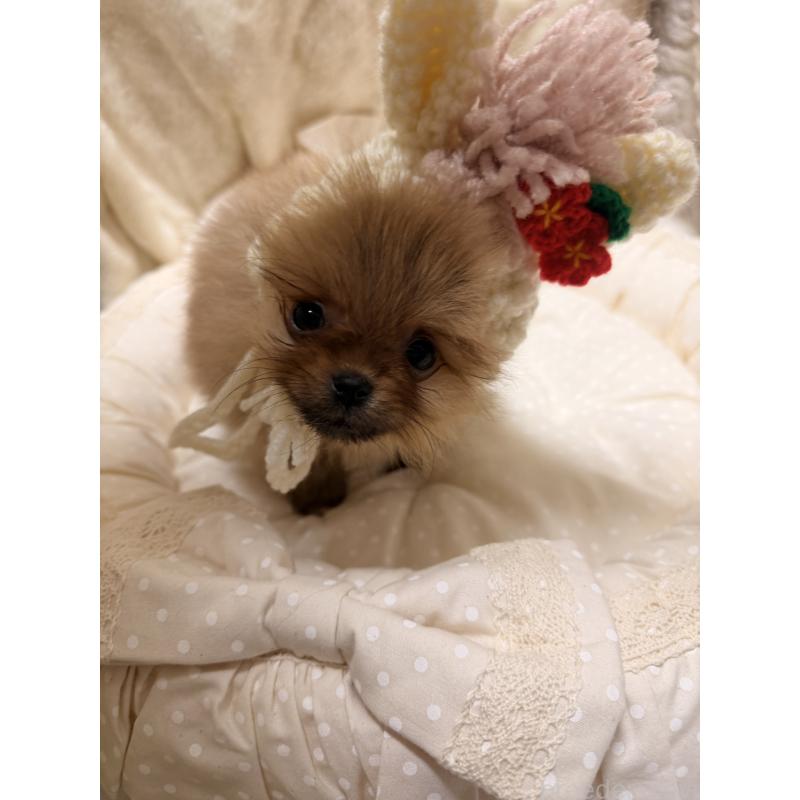 販売中の北海道のポメラニアン-436420の11枚目