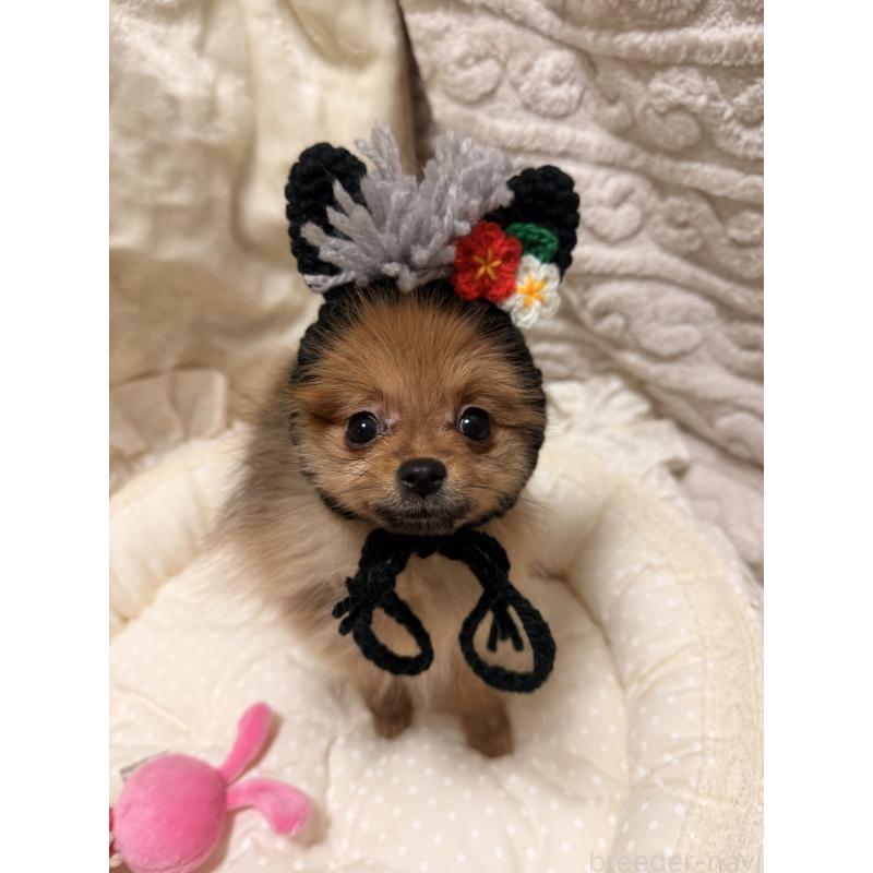 販売中の北海道のポメラニアン-432712の4枚目