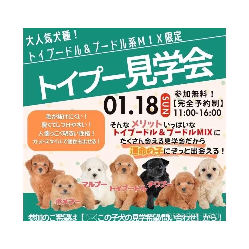 成約済の栃木県のチワプー:チワワ×トイプードル-433122の3枚目