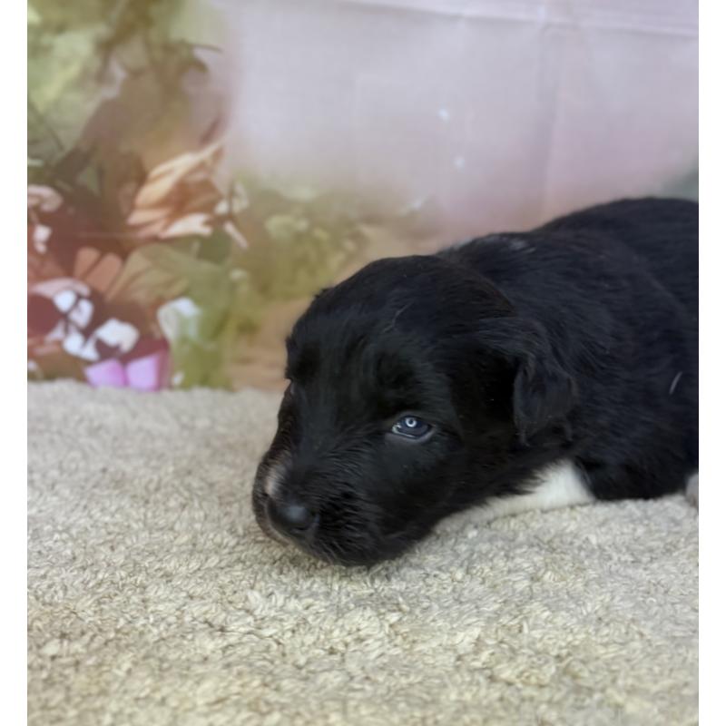 販売中の千葉県のボーダーコリー-438808の5枚目