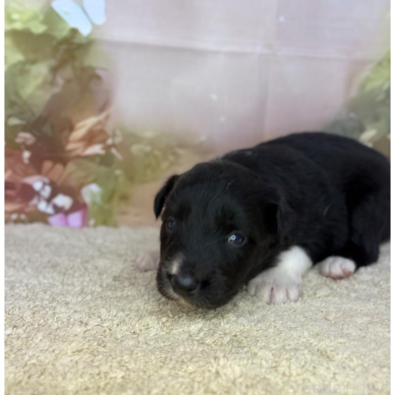 販売中の千葉県のボーダーコリー-438808の4枚目