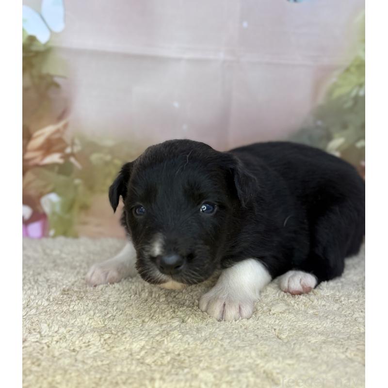 販売中の千葉県のボーダーコリー-438808の3枚目